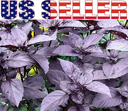 1000 Mixed Herb Seeds Heirloom Non-GMO 12 Varieties This is a Mix! Thyme Oregano Sage Tarragon Marjoram Summer Savory Basil Italian Greek Thai Dwa...