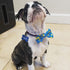 Huxley & Kent Bow Tie for Pets | Lucky Ducky (Small) | Easter Spring Velcro Bow Tie Collar Attachment | Fun Bow Ties for Dogs & Cats | Cute, Comfo...