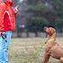 TagME Slip Leads for Dogs, 6 FT Heavy Duty Dog Leash with Padded Handle, Strong Rope No Pull Pet Training Leash for Large Dogs,Green...