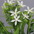 6Pcs Artificial UV Resistant Flowers Outdoor Fake Plants Flowers Star Jasmine White Greenery Plastic Flowers Farmhouse Plants Shrubs for Hanging P...
