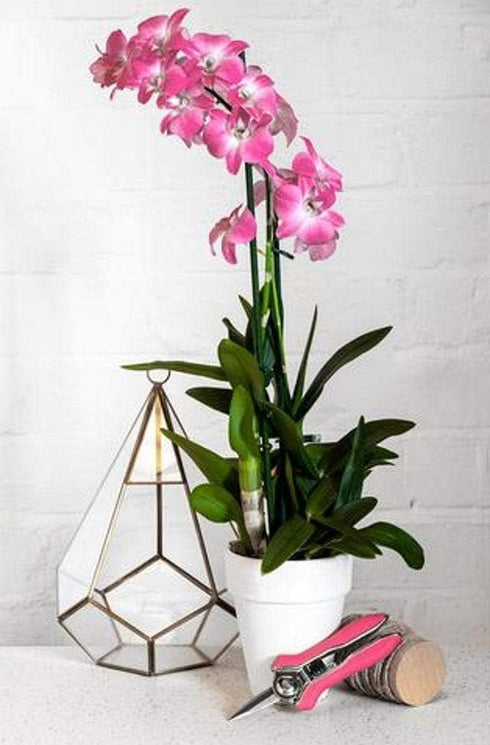 Burgon & Ball Orchid Snips, 15.2 cm - 5 cm Size Overall...
