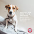 Arm & Hammer for Pets Air Care Energizing Reed Diffuser for Pets | 4 FL Oz Grapefruit Neroli Reed Diffuser to Eliminate Pet Odors | Reed Diffuser ...