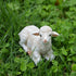 Tiny Size 3D Sheep Silicone Candle Mold Goat Mold Polymer Clay Molds DIY Chocolate Candy Fondant Gumpaste Mould Cake Decorating Tools...