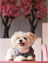 Lionheart glory Valentine's Day Collar, Pink Plaid Dog Collar for Medium Cute Dog Collars Spring Female Pet Gift Adjustable Heavy-Duty Dog Collar ...