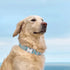Dog Collar Metal Buckle Pet Collar, Cute Colors Cat Collar, Adjustable Breathable Soft Suitable for Small Medium Large and Boy Girl Dogs (Medium, ...