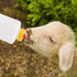 Goat Nipple and Bottles Set, 25 Pieces Small Animal Milk Drink Pritchard Nipple 2 Pieces 400 ml Lamb Feeding Bottle Kit for Feeding Sheep Goat Lam...
