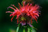 Wild Bergamot Petals – Pure, Dried, Natural Scarlet Beebalm Petals (Monarda Didyma) - Net Weight: 0.1oz/3g - Edible, Extremely Rare - Beautiful Ey...