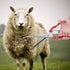 Sheep Shear, Sheep Scissor, Professional Stainless Steel Safety Sheep Wool Shear with Spring for Grooming Heavy Duty Coated Pet Grooming Scissor f...