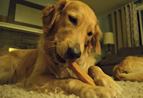EcoKind Himalayan Yak Cheese Dog Chew | All Natural Premium Dog Treats, Healthy & Safe for Dogs, Long Lasting, Treats for Dogs, Easily Digestible,...
