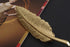 Gentlemen Suit Gold Brooches Elegant Elegant Leaf Suit Clip Collar Pin Brooch Unisex (big gold)...