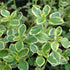 QAUZUY GARDEN 1000 Seeds Lemon Thyme Thymus Citriodorus Herb Flower Seeds Non-GMO Seeds Fast Growing & Maintain...
