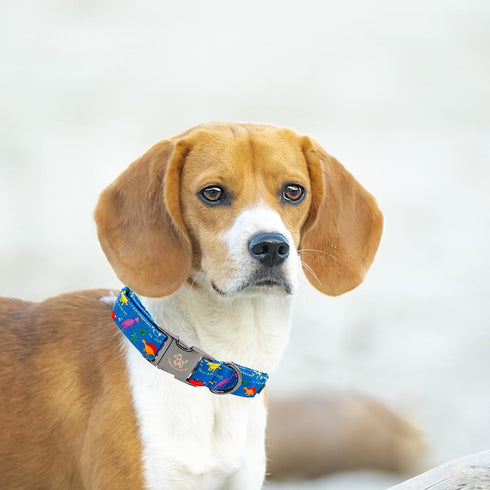 Elegant little tail Dog Collar, Blue Dinosaurs Pattern Pet Collar Durable Cute Dog Collars Male or Female Pet Gift Adjustable Dog Collar for Mediu...