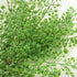 18" Artificial Soft Plastic Fern - Package of 3 (Maidenhair)...