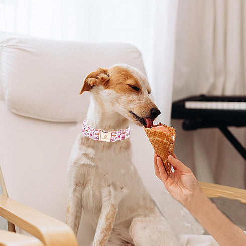Lionheart glory Dog Collar Shark Print Dog Collar Pink Dog Collar Male or Female Spring Summer Collars Pet Gift Durable Adjustable Dog Collar for ...