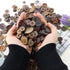 600 Pcs Resin Sewing Buttons Brown Button Assorted Sizes Assortment Buttons Brown Round Craft Mixed Brown Buttons for Sewing DIY Crafts Manual But...