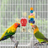 Bird Parakeet Toys,Swing Hanging Standing Chewing Toy Hammock Climbing Ladder Bird Cage Colorful Toys Suitable for Budgerigar, Parakeet, Conure, C...