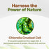 Go Nutra - Chlorella Powder, Pure Greens Powder with Vitamins, Minerals, and Antioxidants, All Natural Greens Superfood Powder, Chlorella Cracked ...