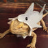 HAICHEN TEC Lizard Clothes for Bearded Dragon - Shark Costume Outfit Handmade Lizard Shark Apparel Skin Protection Photo for Lizard Bearded Dragon...
