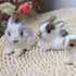 Mini Simulation Rabbits, Realistic Cute Plush Rabbits Lifelike Plush Bunny Realistic Rabbit Miniatures Cute Stuffed Animal Figurines, White Rabbit...