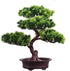 KOET Artificial Bonsai Pine Tree, 11Inch Faux Potted Plant Desk Display Fake Tree Pot Ornaments, Japanese Cedar Bonsai Plant for Home, Office Deco...