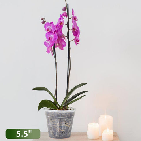 8 Pack Orchid Pot, 5.5in Orchid Pots with Holes, Orchid Pots for Repotting with Clips, Clear Plastic Plant Pot for Indoor Outdoor Plants(5.5in, 8 ...