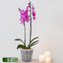 8 Pack Orchid Pot, 5.5in Orchid Pots with Holes, Orchid Pots for Repotting with Clips, Clear Plastic Plant Pot for Indoor Outdoor Plants(5.5in, 8 ...
