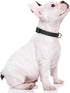 Dog Collar, Adjustable Black Dog Collar for Small Dogs, Cute Puppy Collar for Boy and Girl Dog, Classic Heavy Duty Pet Collars with Quick Release ...