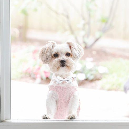Elegant little tail Dog Collar, Dog Collar with Bowtie, Female or Male Dot Cute Pet Collar Bow Dog Collars Adjustable Dog Collar for X-Small Dogs...