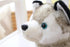 Plush Husky Dog Stuffed Animals Puppy Toys Dolls Gifts for Kids Boys Girls 8 Inches...