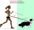 Black Adjustable Big Heavy Duty Retractable Dog Leash Two Handles Free for Walking Training(red)...