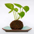 Moss Ball Flower Pot Natural Planter Bonsai Plant Holder Bird Nest for DIY Gardening Home Table Decoration - 15cm...