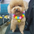Pom Pom Dog Collar Elastic Cat Collar Decorative Plush Ball Puppy Necklace Eye-catching Pom Pom Pet Collar Necklace with Bell for Taking Photos, W...