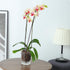 4inch Self Watering Glass Orchid Pot with Holes, Clear Plant Pot Orchids Planter for Indoor Plants with Saucer Reservoir & Drainage Holes, Easy Se...