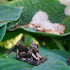 Top Collection 4386 Miniature Garden & Terrarium Fairy Reading Statue, Small, Bronze...