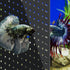 Fish Tank Divider Black 10 Gallon/20-Gal (extra high) Aquarium Divider with Suction Cups Accessories...