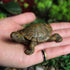 MAOMIA 2 Pcs Miniature Turtle Figurines, Fish Tank Decoration Fairy Garden Teutle Landscape Decor Ornament...
