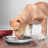 Premium Stainless Steel Dog Bowls - Non-Slip, 2.5 Cups Capacity, Durable and Safe for Your Beloved Pet...