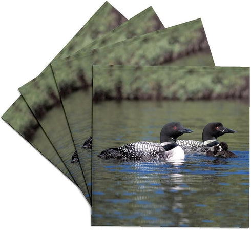 3dRose cst_3106_3 Family of Three Loons-Ceramic Tile Coasters, Set of 4...