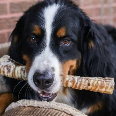 Beef Trachea Dog Training Treats Single Ingredient and Made in USA 2X...