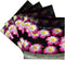 3dRose CST_76058_3 Flowers Floating in Water Fountain, Bangkok, thailand-As36 Aje0004 Adam Jones Ceramic Tile Coasters, Set of 4...