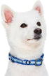 Blueberry Pet Essentials Pack of 2 Reflective Back to Basics Adjustable Dog Collars, Navy Blue, Large, Neck 18"-26"...