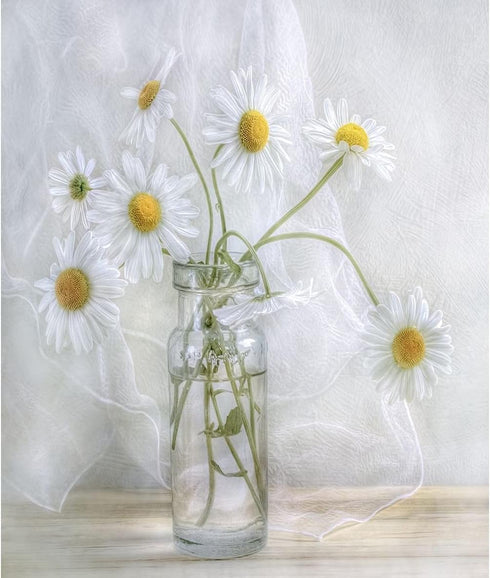 BOMUVI Paint by Numbers for Adults Beginner Paint by Numbers for Adults Daisy Paint by Number Kits Acrylic Painting White Flower Paint by Number K...