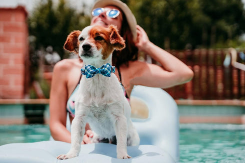 Maca Bates Blue Checkered Dog Collar with Bow Bowtie for Dogs Bows Tie Grid Summer Plaid Adjustable Breakaway Collars Accessories Birthday Gift fo...