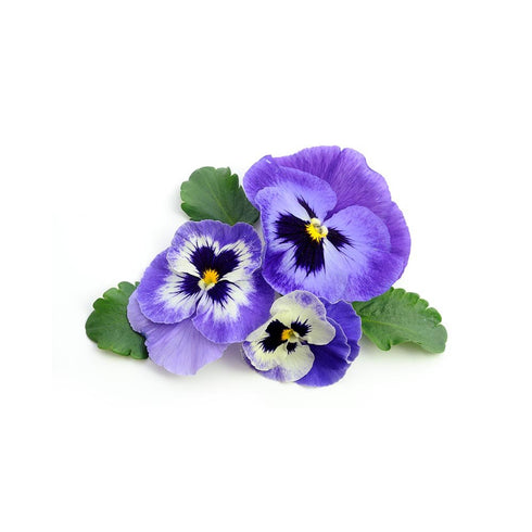 Biokoma Pure and Natural Heartsease Wild Pansy Dried Herb 50g (1.76oz) Healthy Skin Support Respiratory System Boost In Resealable Moisture Proof ...