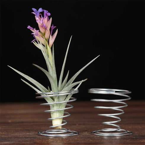 40 Pack Air Plant Stand Holder Tillandsia Airplant Container with Suction Cup Tabletop Planter Display Racks for Hanging Tillandsia House Plants...