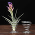 40 Pack Air Plant Stand Holder Tillandsia Airplant Container with Suction Cup Tabletop Planter Display Racks for Hanging Tillandsia House Plants...