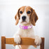 Girl Dog Collar with Purple Floral Patterns, Adjustable Cute Soft Pet Collar with Quick Release Buckle for Small Medium Large XL Dogs (Purple Flow...