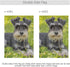 Miniature Schnauzer The Green Grass Garden Flag Banner 12 x 18 Inch Decorative Garden Flag for Outdoor Lawn and Garden Home Décor Double-Sided...