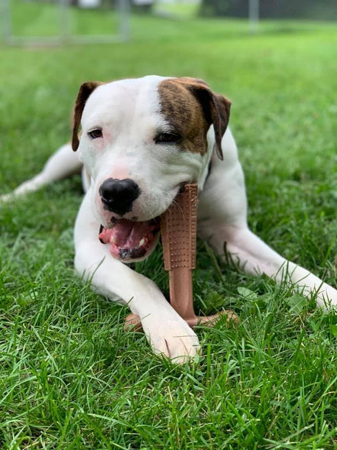 SPOT Bam-bones PLUS T Bone - Bamboo Fiber & Nylon, Durable Long Lasting Dog Chew for Aggressive Chewers – Toy for Dogs & Puppies under 90lbs, Non-...