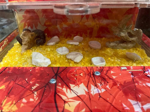 Toukero3e Terrarium Aquarium Skull Decor, 3 Pack Aquarium Skull Miniature Landscape, Rhino, Ram Head Skull, Ape Skull, Realistic Terrarium Habitat...